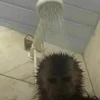 monkeys_kuqfyix 27