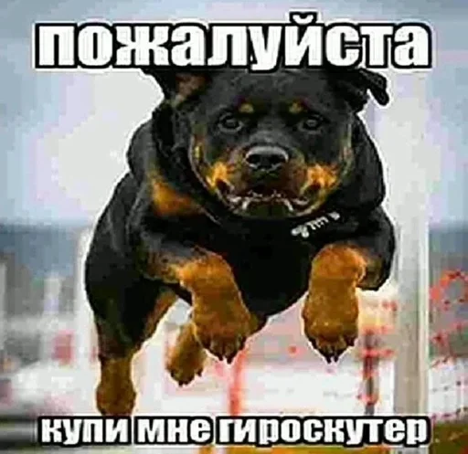 BWUPMMOXIF_by_stikeri_stikeri_bot 10