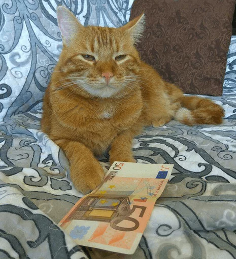BrokenCats 7