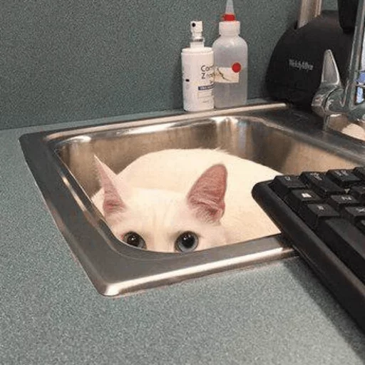 BrokenCats 8