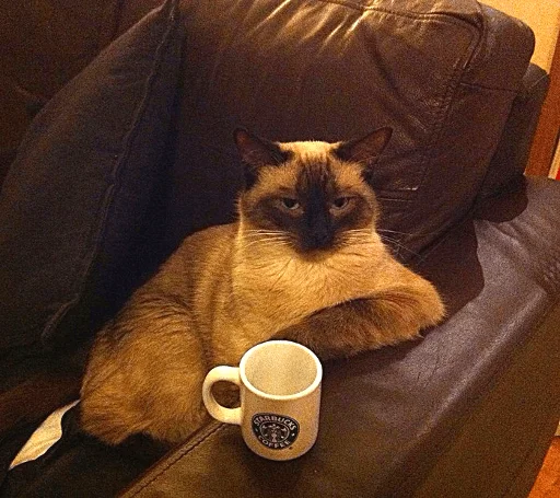 BrokenCats 10