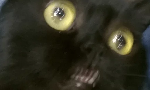 BrokenCats 12