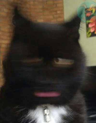 BrokenCats 13