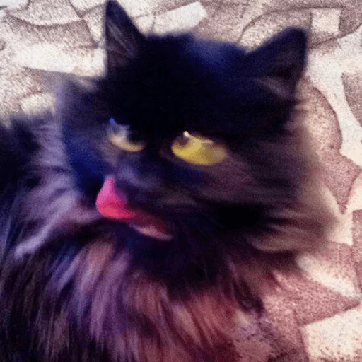 BrokenCats 14