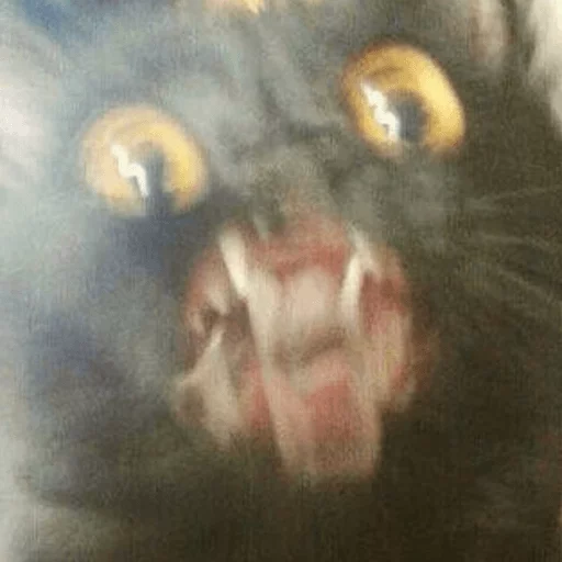 BrokenCats 15