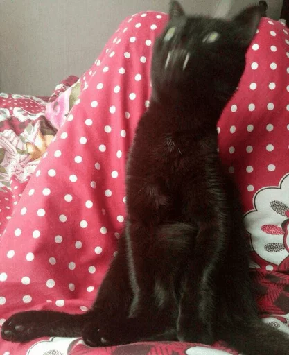BrokenCats 16