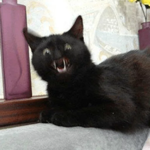 BrokenCats 17