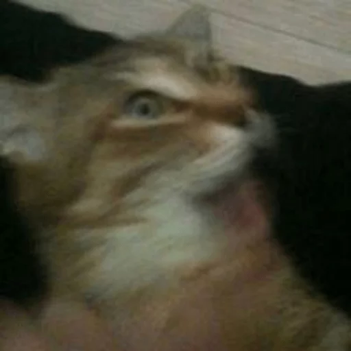 BrokenCats 18