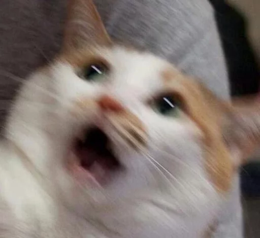 BrokenCats 19