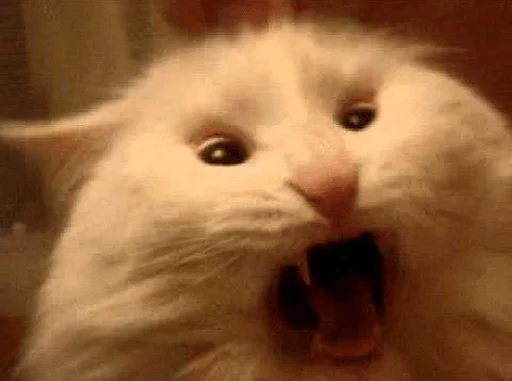 BrokenCats 20