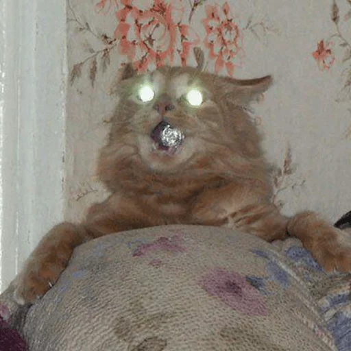 BrokenCats 21