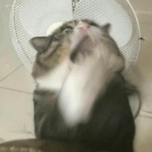 BrokenCats 22