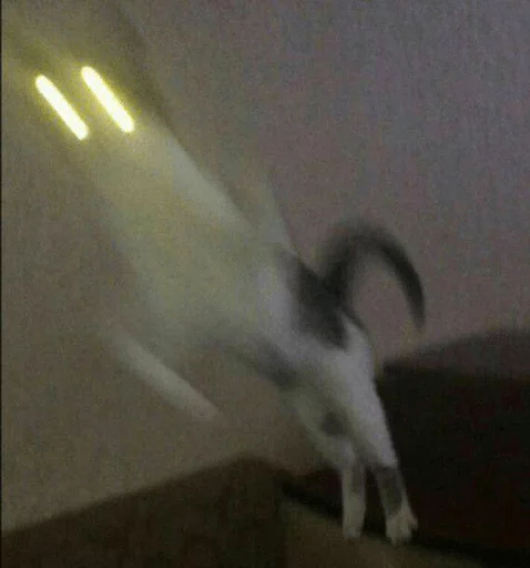 BrokenCats 23