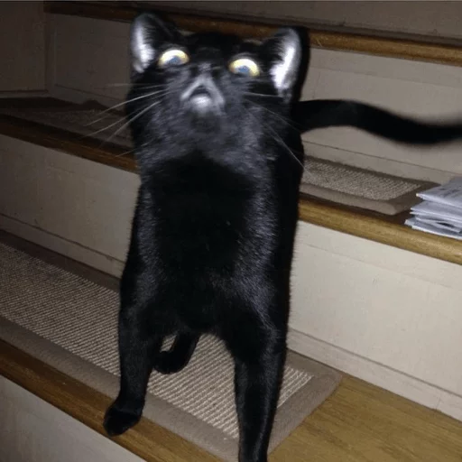 BrokenCats 24