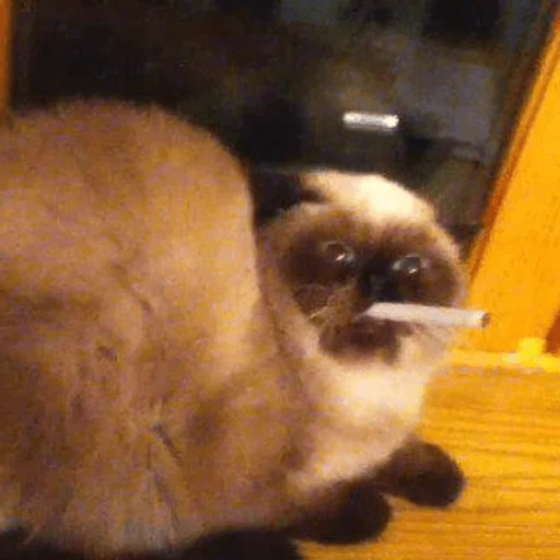 BrokenCats 25