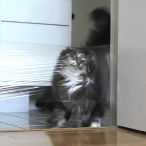 BrokenCats 26