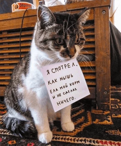 BrokenCats 28