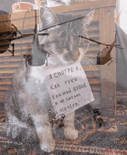 BrokenCats 29