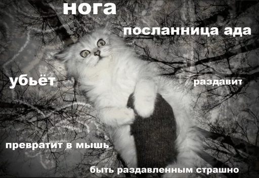 BrokenCats 30
