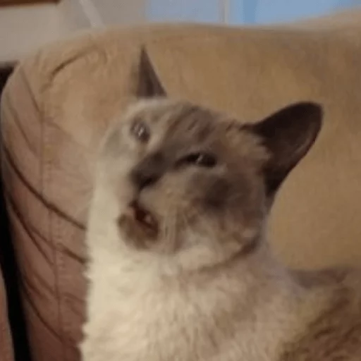 BrokenCats 31