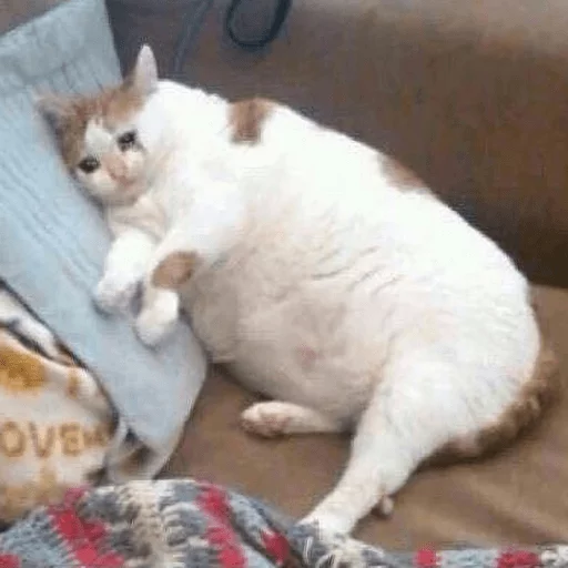 BrokenCats 32