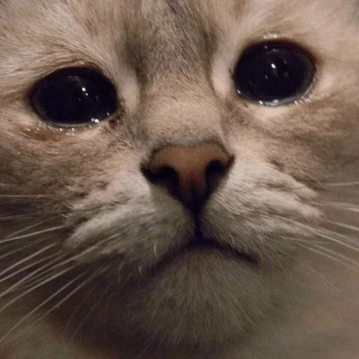 BrokenCats 33