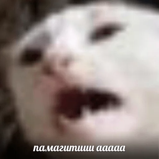 BrokenCats 34