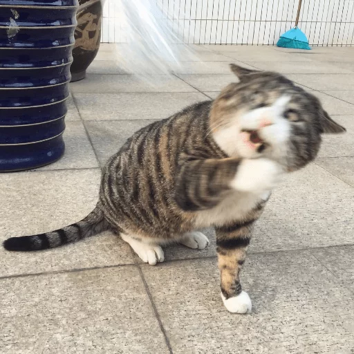 BrokenCats 35