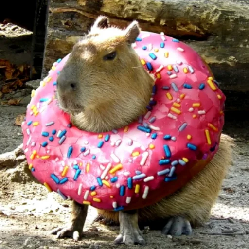 CapybarasRa 1