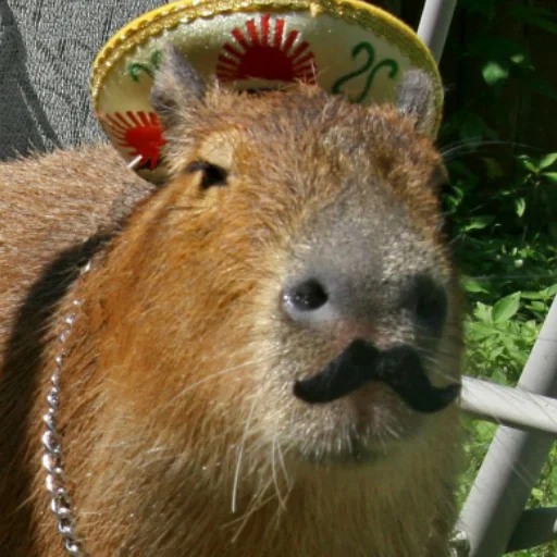 CapybarasRa 4