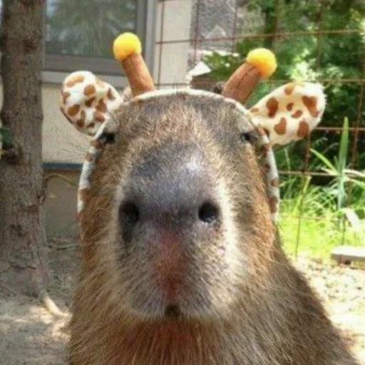 CapybarasRa 6