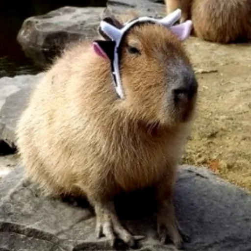 CapybarasRa 7