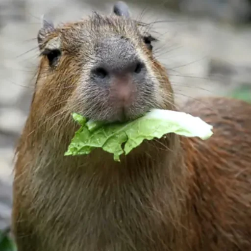 CapybarasRa 8