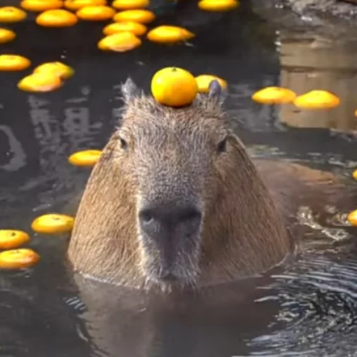 CapybarasRa 9