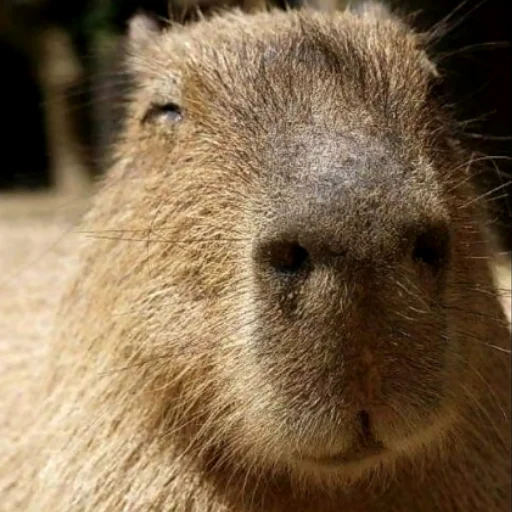 CapybarasRa 10