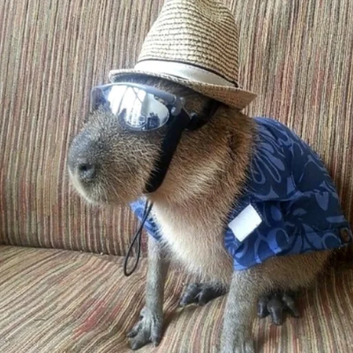 CapybarasRa 11