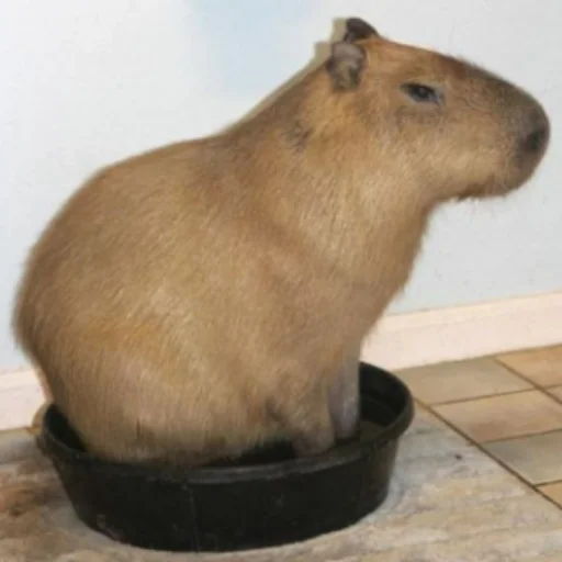 CapybarasRa 12