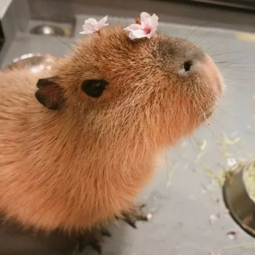 CapybarasRa 13