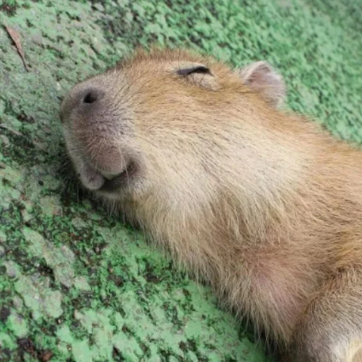 CapybarasRa 14
