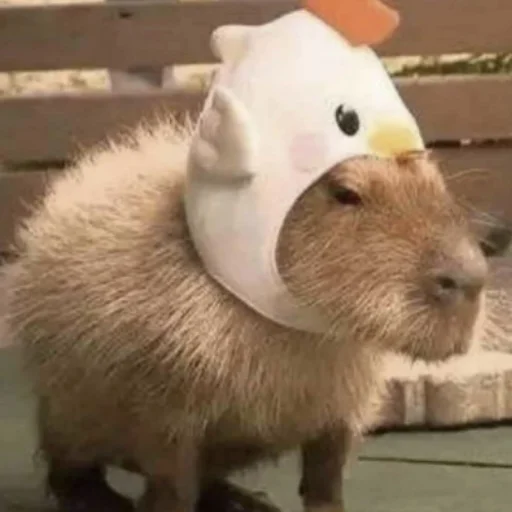 CapybarasRa 15