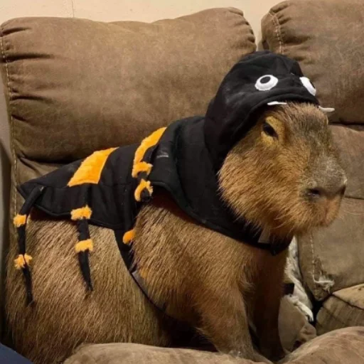 CapybarasRa 16