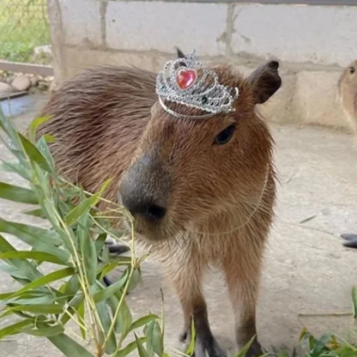 CapybarasRa 17