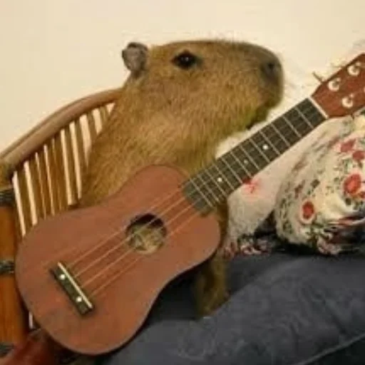 CapybarasRa 18
