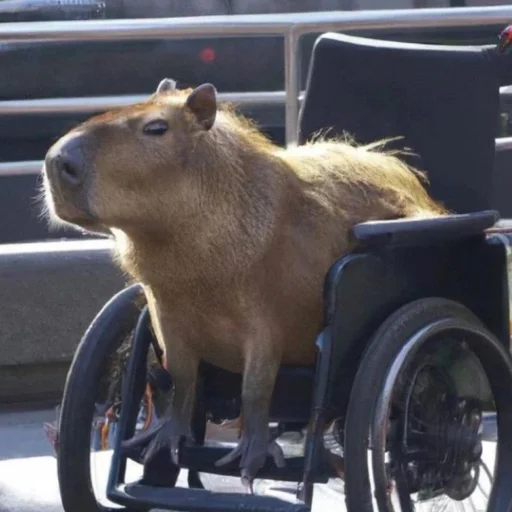 CapybarasRa 19