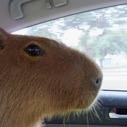 CapybarasRa 20