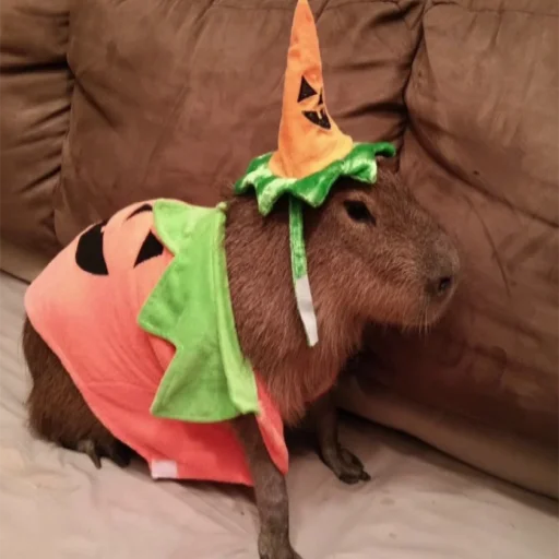 CapybarasRa 22