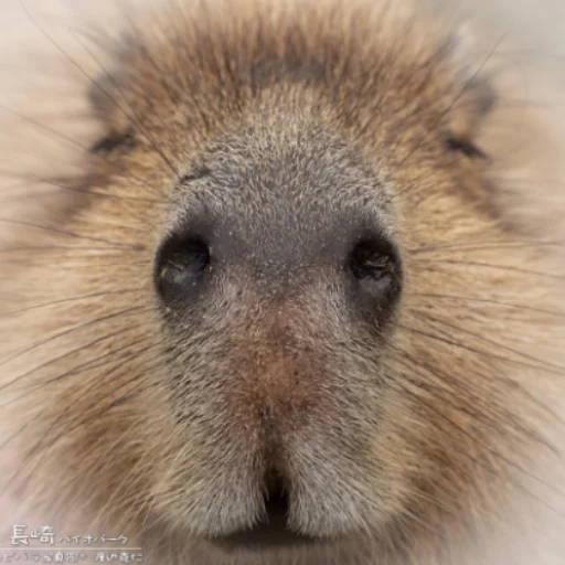 CapybarasRa 23