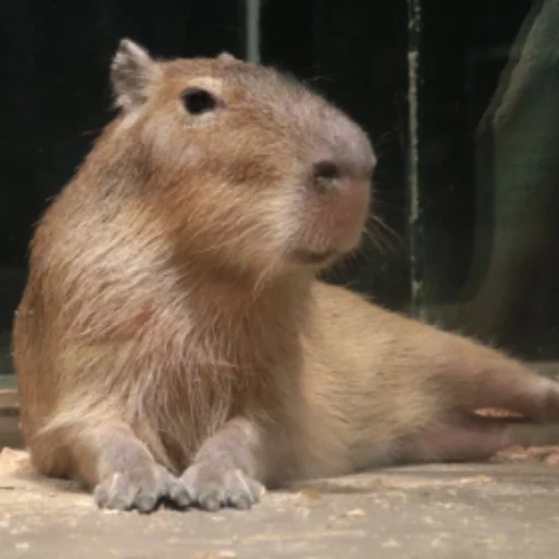 CapybarasRa 24