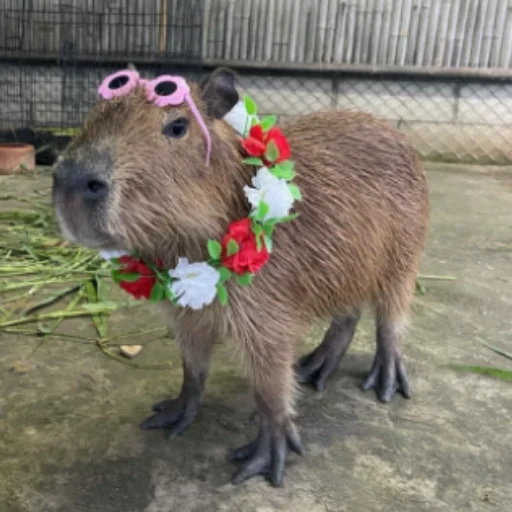 CapybarasRa 25