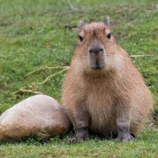 CapybarasRa 26